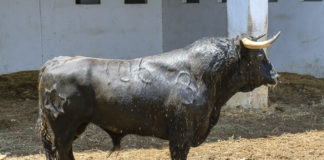 Nº 106- Donadora - Jandilla- 2º del lote de Morante