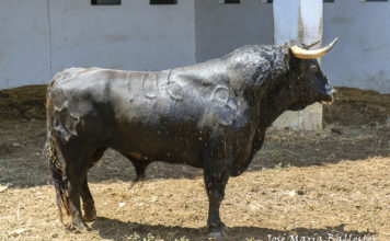 Los de Jandilla-Vegahermosa para la segunda de Badajoz Nº 106- Donadora - Jandilla- 2º del lote de Morante