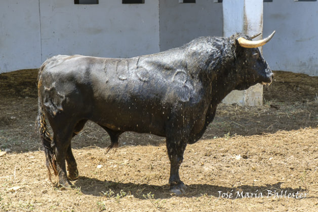 Nº 106- Donadora - Jandilla- 2º del lote de Morante