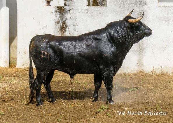 Nº 115 - Dudanoche - 532 Kg. Primer sobrero