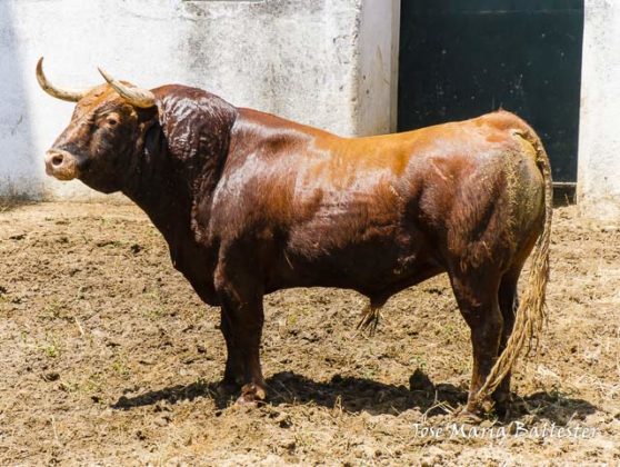 Nº 40 - Sombrerero - 551 Kg . Segundo de Enrique Ponce