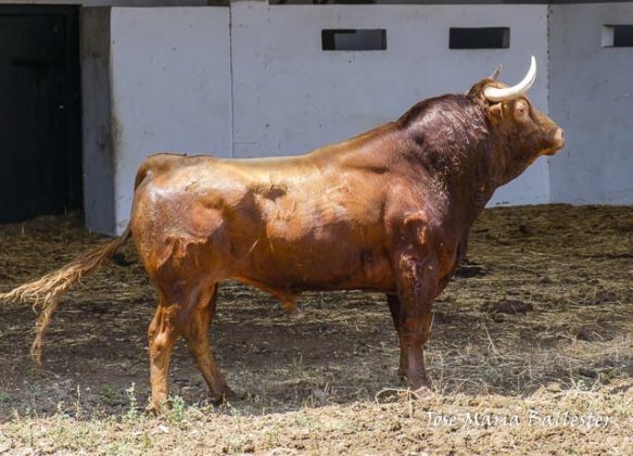 Nº 54 - Mirabajo - 534 Kg. Primero de Manzanares