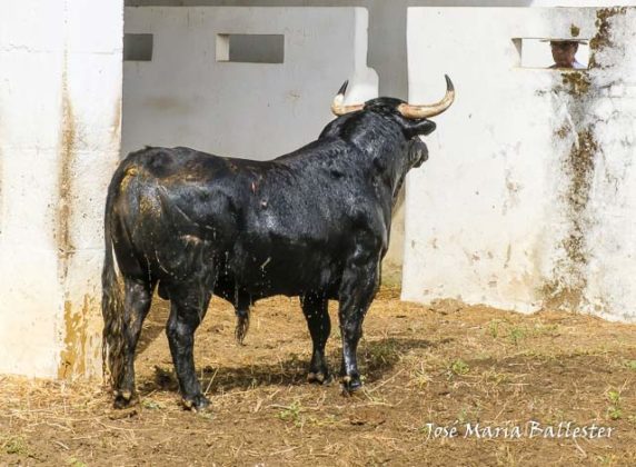 Nº 81 - Mirabero - 582 Kg. Segundo de Roca Rey