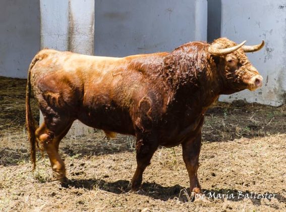 Nº 94 - Ligamucho - 531 Kg. Primero de Roca Rey