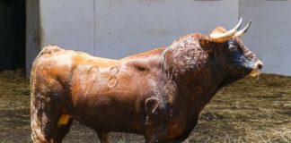 Nº 98 - Resistillo - 545 Kg. Segundo de Manzanares