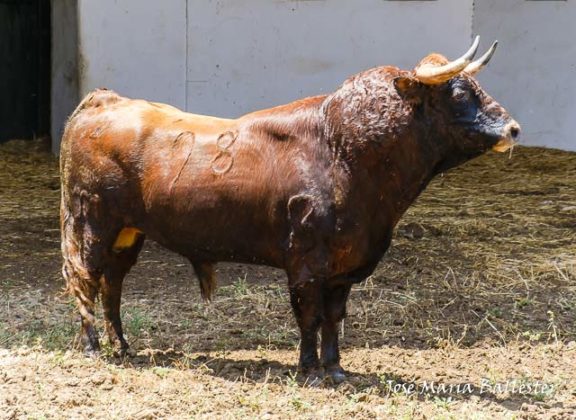 Nº 98 - Resistillo - 545 Kg. Segundo de Manzanares