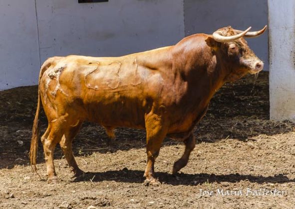 Nº 231 - Maleado - 565 kg - Segundo sobrero