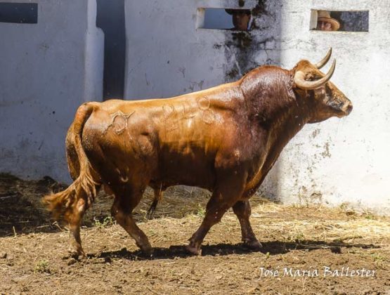 Nº 248 - Bocado - 521 kg - Primer sobrero