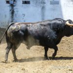 EL-TORREON-250–(567)