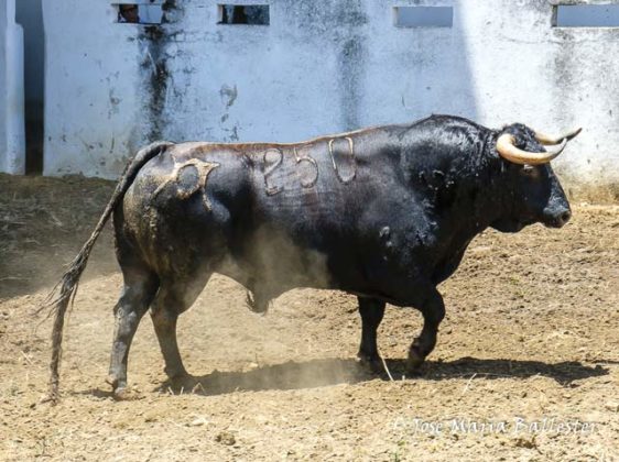 Nº 250 - Celosino - 567 kg - Segundo de José Garrido