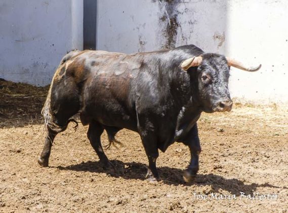 Nº 252 - Margarito - 572 kg - Tercero de José Garrido