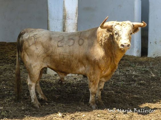 Nº 256 - Barbasucia - 552 kg - Tercero de Joselito Adame