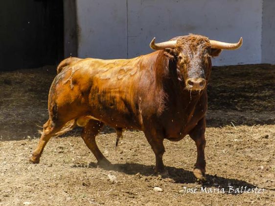 Nº 263 - Mentiroso - 529 kg - Primero de Joselito Adame