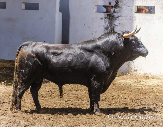 Nº 266 - Margatrillito - 526 kg - Segundo de Joselito Adame
