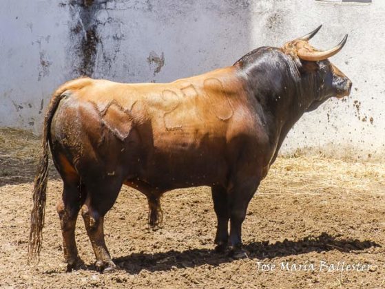 Nº 270 - Azul - 545 kg - Primero de José Garrido