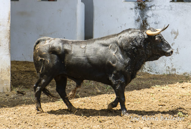 Nº 19- Higuerita - Vegahermosa - 1º del lote de Ginés Marín