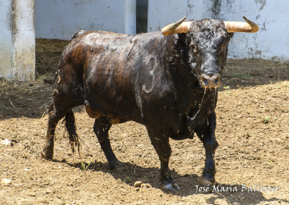 Nº 129- Infante - Jandilla - Primer sobrero