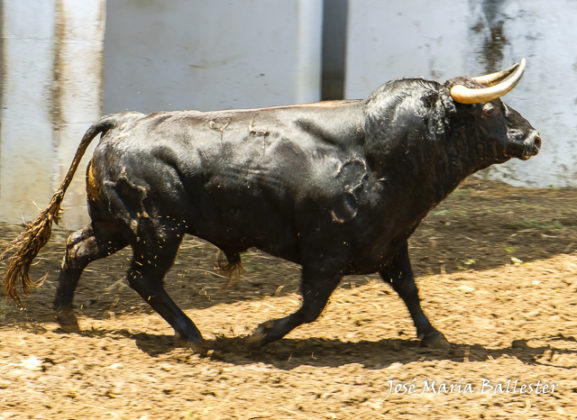 Nº 94 - Jugarreta - Jandilla - 2º del lote de Talavante