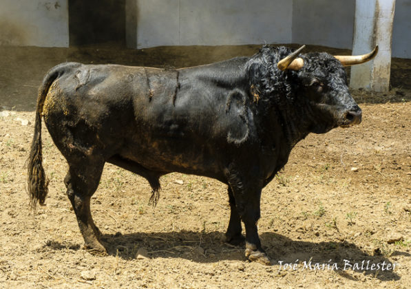 Nº 17- Lescivo - Jandilla - 1º del lote de Talavante