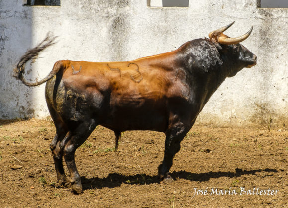 Nº 43 - Presumido - Jandilla - 2º del lote Ginés Marín