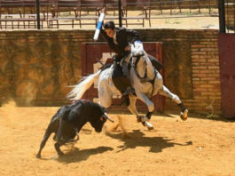 El rejoneador Adrián Venegas rejoneando en la fiesta campera organizada por su peña taurina