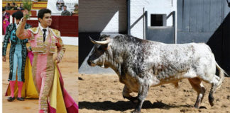 Juanito en un foto de archivo y Hoacino de Guadajira, primer novillo de su lote