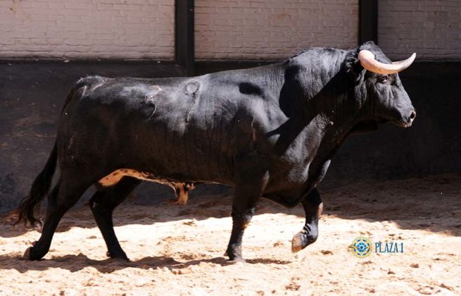 Nº 39 - Chirona - 2º del lote de Luis Manuel Terrón