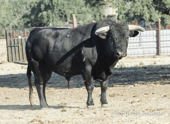 Nº 4 - Mamarracho - José Luis Iniesta - Herrera del Duque