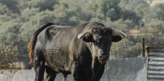 Esparraguero II, del hierro de José Luis Iniesta, en el cerrado donde se recupera tras ser indultado el pasado 14 de agosto en Herrera del Duque (FOTO: José Mª Ballester)