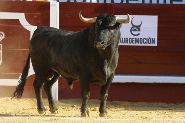 Toro lidiado en Don Benito (torodivisa.com)