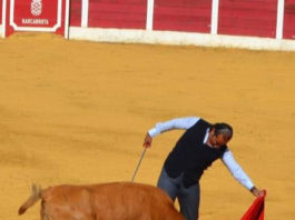 Cartujano al natural con una de las eralas tentadas en Barcarrota