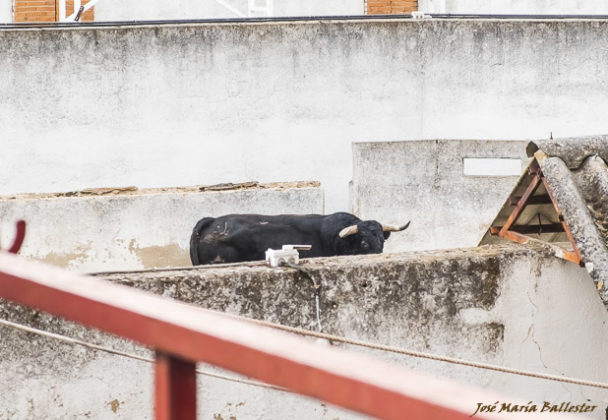 El toro en el corral auxiliar