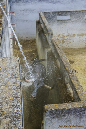 Los corraleros lo refrescan