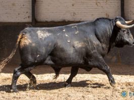 Biemplantado en los corrales de Las Ventas (FOTO: Plaza 1)