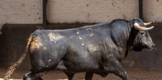 Biemplantado en los corrales de Las Ventas (FOTO: Plaza 1)