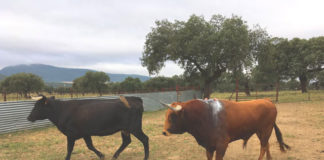 Palmero en sus dominios de Los Esparales tras ser curado de las heridas de su lidia en Fuentes de León