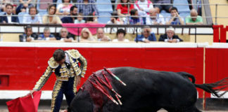 Antonio Ferrera muleteando al ejemplar de El Parralejo en Bilbao (FOTO: Arjona-Aplausos.es)