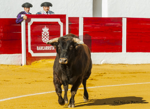 El novillo de Valdeterrazo que fue devuelto