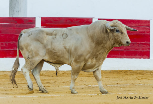 El novillo de José Luis Marca