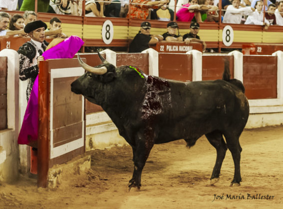 Hipnosis de banderillero veterano