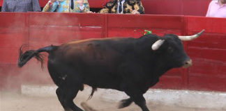 Marítimo, de Guadajira, en el ruedo de Cadalso de los Vidrios