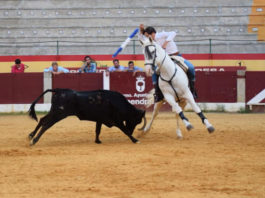 Adrián Venegas entrenando con una vaca en la plaza de Almendralejo FOTO: Rivera