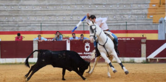 Adrián Venegas entrenando con una vaca en la plaza de Almendralejo FOTO: Rivera