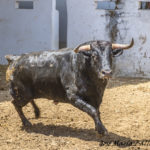 ZALDUENDO-132 618