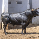 ZALDUENDO-55 521K