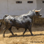 ZALDUENDO-85 556 K