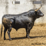ZALDUENDO-91 567 K