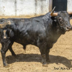 ZALDUENDO-99 593 K